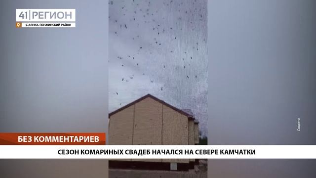•БЕЗ КОММЕНТАРИЕВ: СЕЗОН КОМАРИНЫХ СВАДЕБ НАЧАЛСЯ НА СЕВЕРЕ КАМЧАТКИ•