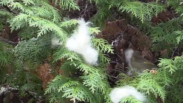 Когда птицы начинают строить гнезда/ Как зеленушки собирают шерсть для мягкой подстилки смотреть онлайн