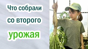 Урожай от летних посевов.Что собрали во второй раз.Томаты из рассады,черенков.Огурцы.Капуста.Дайкон.