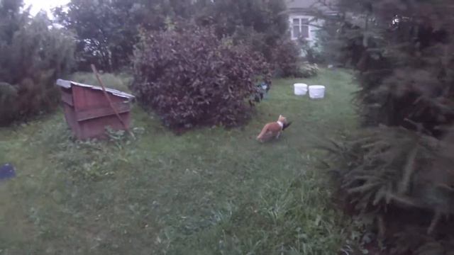 Проблемный поймал птицу смотреть онлайн