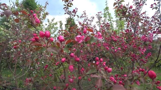 Что цветет в мае? Декоративные растения в питомнике Флорини. Сирень, Черемуха, Яблони и другое смотреть онлайн