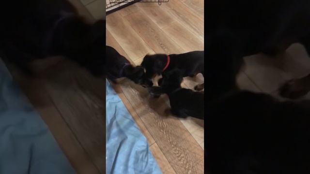 Щенки добермана характер #доберман #щенок #собака #добыча #борьба #характер #dog смотреть онлайн