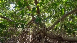 Венесуэла. Экскурсии по Маргарите