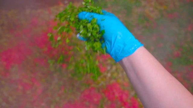 Տնական տապակած բանջարեղեն - ԻՋԵՎԱՆ/Жареные овощи - ИДЖЕВАН/Roasted vegetables - IJEVAN смотреть онлайн