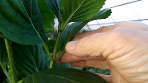 Ремонтантные сорта гортензии и не ремонтантные  в чём отличие