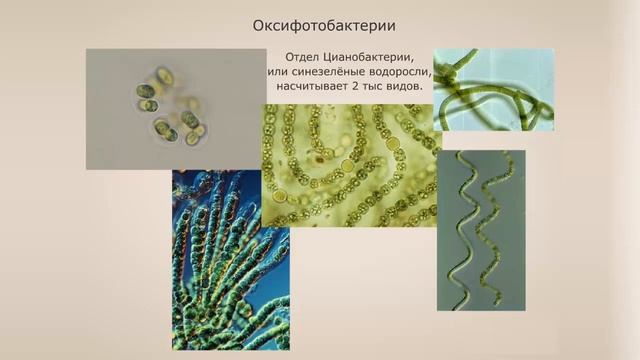 Подцарство Оксифотобактерии