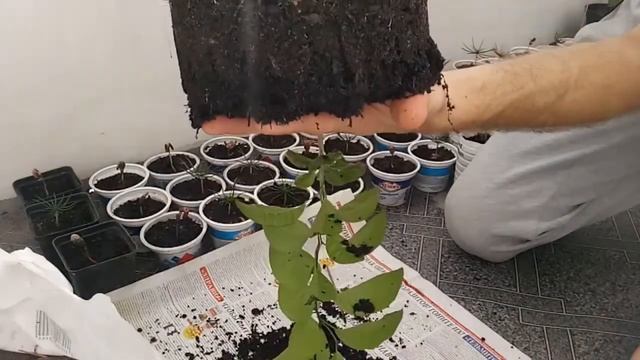 Мандарин из косточки. Корневая мандарина. Пересадка.