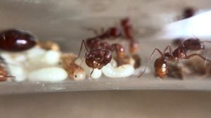 ОПАСНЫЕ МУРАВЬИ-ЖНЕЦЫ ИЗ АМЕРИКИ | Red harvester ant | Pogonomyrmex barbatus