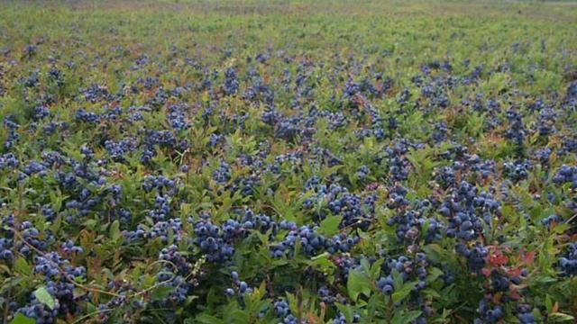 Всё о голубике (голубице) смотреть онлайн