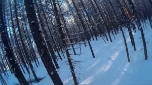 Охота на лосей с подхода | Moose hunting