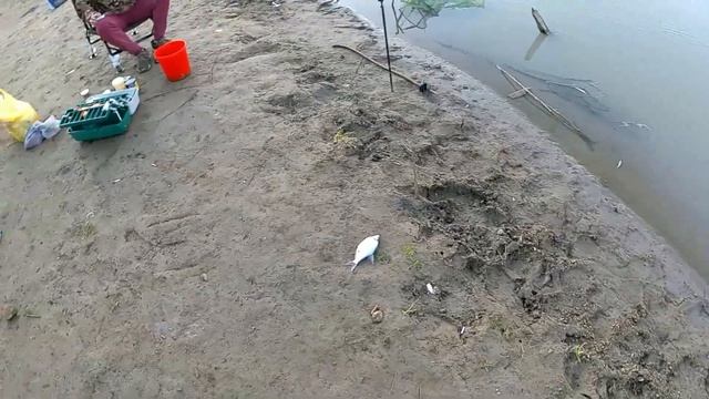 Рыбалка с ночевкой на реке КУБАНЬ в маловодье!!! смотреть онлайн