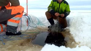 Пока она была дома я с другом проверил свои рыболовные сети на зимней рыбалке
