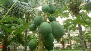 Вьетнам - Sunny Beach Resort & Spa 4*