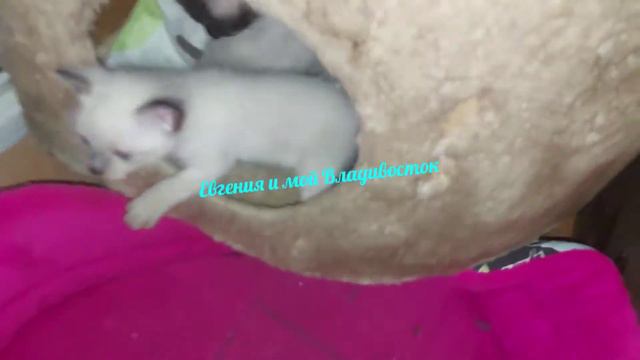 Старосиамские- тайские котята.Котятам 25 дней смотреть онлайн