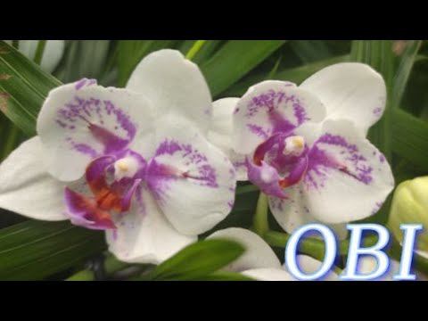 №898/ СВЕЖАЯ поставка ОРХИДЕЙ в OBI