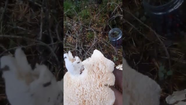 ТОП тройка вкусных грибов Норвегии. TOPP tre deilige sopp i Norge!!! смотреть онлайн