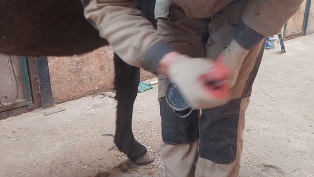 Первая расчистка копыт у трёхлетней лошади. смотреть онлайн