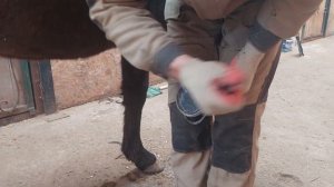 Первая расчистка копыт у трёхлетней лошади.