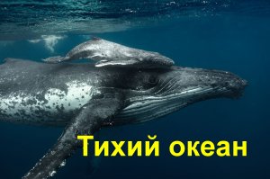 Чудеса океана Хищник или жертва National Geographic