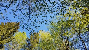 ПЕНИЕ ЛЕСНЫХ ПТИЦ. УРОК 9. УЧИМ ПОПУГАЯ ПЕТЬ КРАСИВЫЕ ТРЕЛИ!