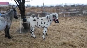 Жеребчик аппалуза пони. Продажа