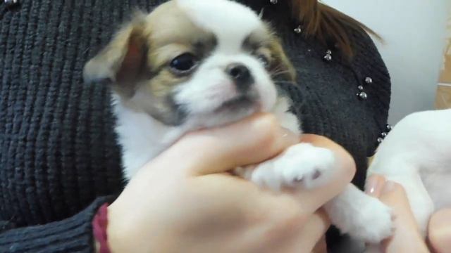 ЩЕНКИ ЧИХУА - Д - Ш И Г - Ш = ПРОДАЖА И РЕЗЕРВ #ПРОДАМЩЕНКАЧИХУА( ПИТОМНИК "МАРИ МИСТИК" ) смотреть онлайн