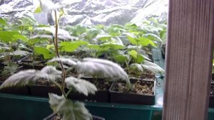 Выращивание саженцев ежевики в зимний период, в домашних условиях.