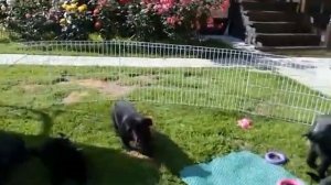 Щенки ВЕО из питомника Алво Росс.