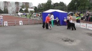 русский чёрный терьер, интернациональная выставка собак в Великом Новгороде ранга CACIB