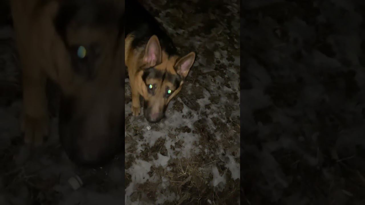 Достали претензии что собаки все засрали. Мы убираем и за собой и за вами мусор! смотреть онлайн