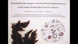 Bacterial diversity on Cystoseira compressa