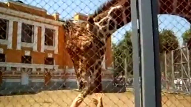 жираф в Московском зоопарке смотреть онлайн