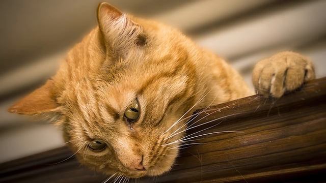 Зря, получается, считал я своего кота неадекватным, он оказался самым заботливым другом смотреть онлайн