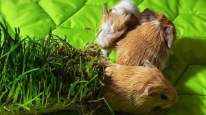 Уход за новорождёнными морскими свинками.