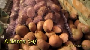 Картошка Хранение в теплом подвале = Эксперимент