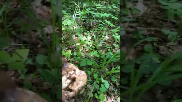 Хороший улов. Грибы в Подмосковье. 21 июня 2023 смотреть онлайн