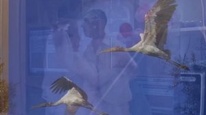 Играй, маэстро! - Песни под баян