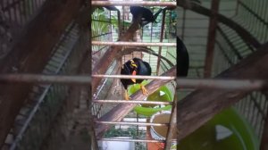 Говорящая птица Майна