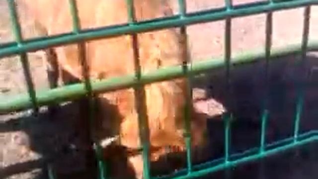 Кормление зубра смотреть онлайн