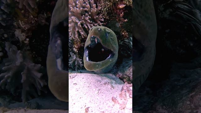 Fish Dissapeares Down Moray Eels mouth #viral #marinelife #scubadiving #morayeel