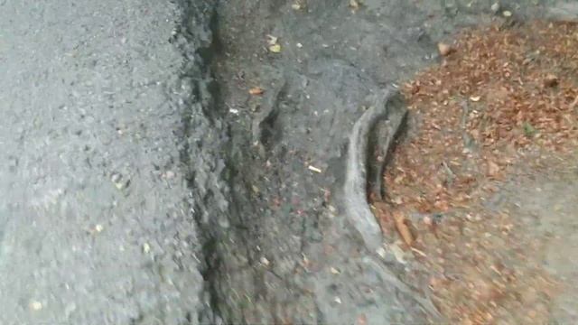 Долгожданный лет Myrmica sp.! Поиск маток! смотреть онлайн