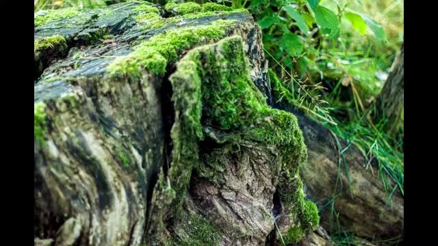 Canon 50d 50mm1.8 смотреть онлайн