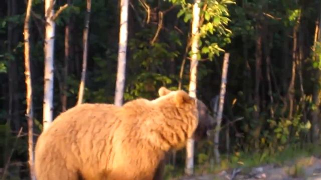 Водители кормят на трассе в Карелии медведя смотреть онлайн