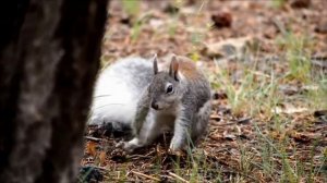 ЗАМЕЧАТЕЛЬНЫЕ ЖИТЕЛЬНИЦЫ ЛЕСА-БЕЛКИ. БЕЛКИ ЛЮБЯТ ОРЕХИ. FOREST BEAUTY SQUIRREL