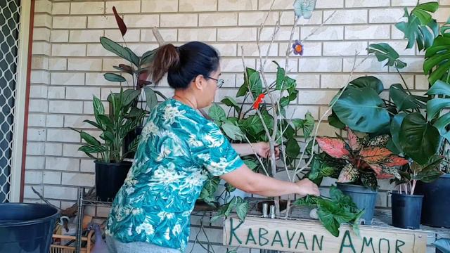 TEASER | DIY | SYNGONIUM WHITE BUTTERFLY | #kabayanamor