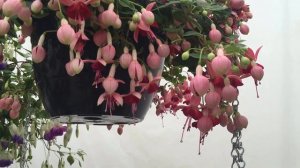 Paula Jane - Fuchsia