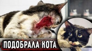 У Кота шея в МЯСО. К чему могут привести уличные драки и отсутствие кастрации.НЕ ДЛЯ СЛАБОНЕРВНЫХ.