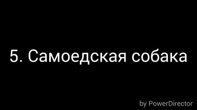 Топ-10 самых красивых пород собак
