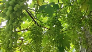 11.07.2022 прививка винограда "потомок ризомата на Лидию "