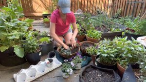 Hanging Baskets For The Hummingbirds | The Reckless Garden